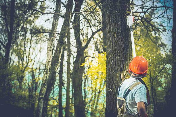 How Our Tree Care Process Works  in  Dayton, NV